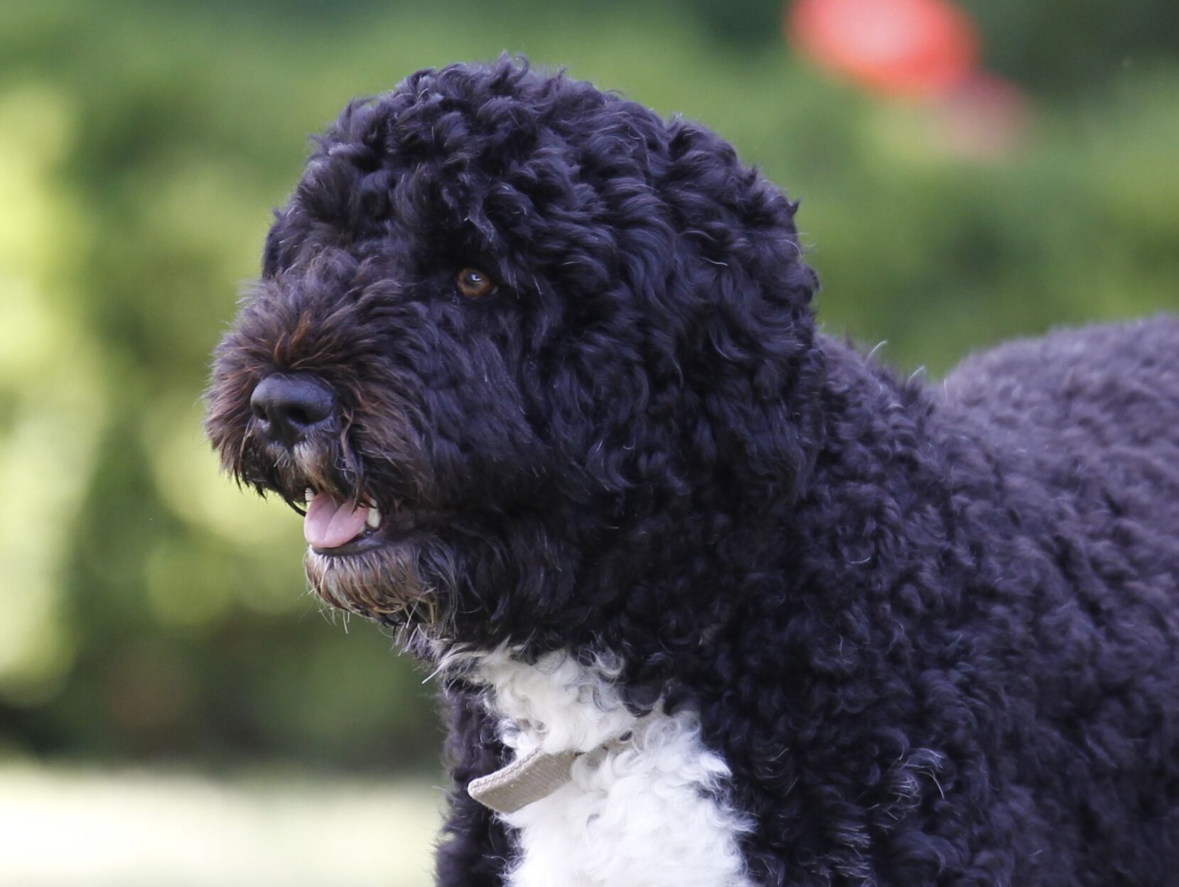 Obama Dog